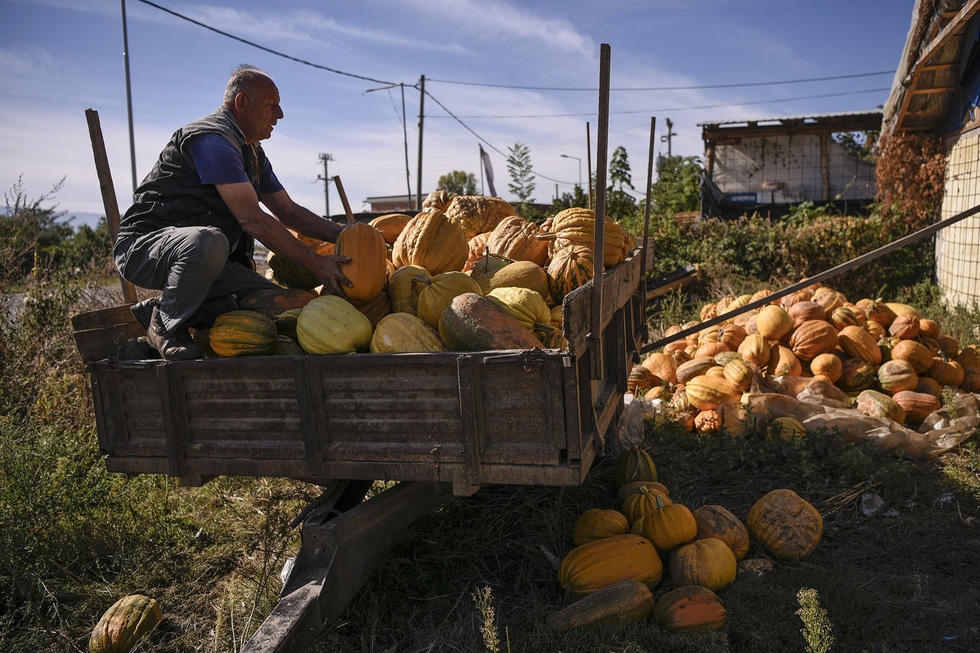 Trong khi đó, tại làng Dobroste, đông bắc Tetovo, Macedonia, bí ngô cũng đang được thu hoạch - Ảnh: Getty/Armend Nimani