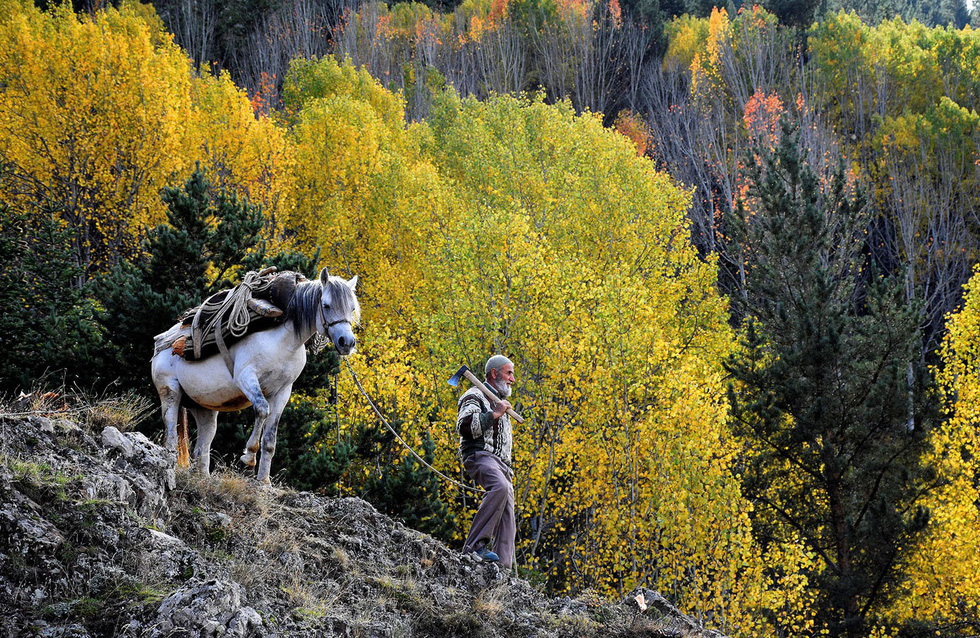Người đàn ông dẫn ngựa đi trên sườn đồi, xung quanh là quang cảnh mùa thu quyến rũ tại vùng Gumushane, Thổ Nhĩ Kỳ - Ảnh: Getty/Veysel Kara