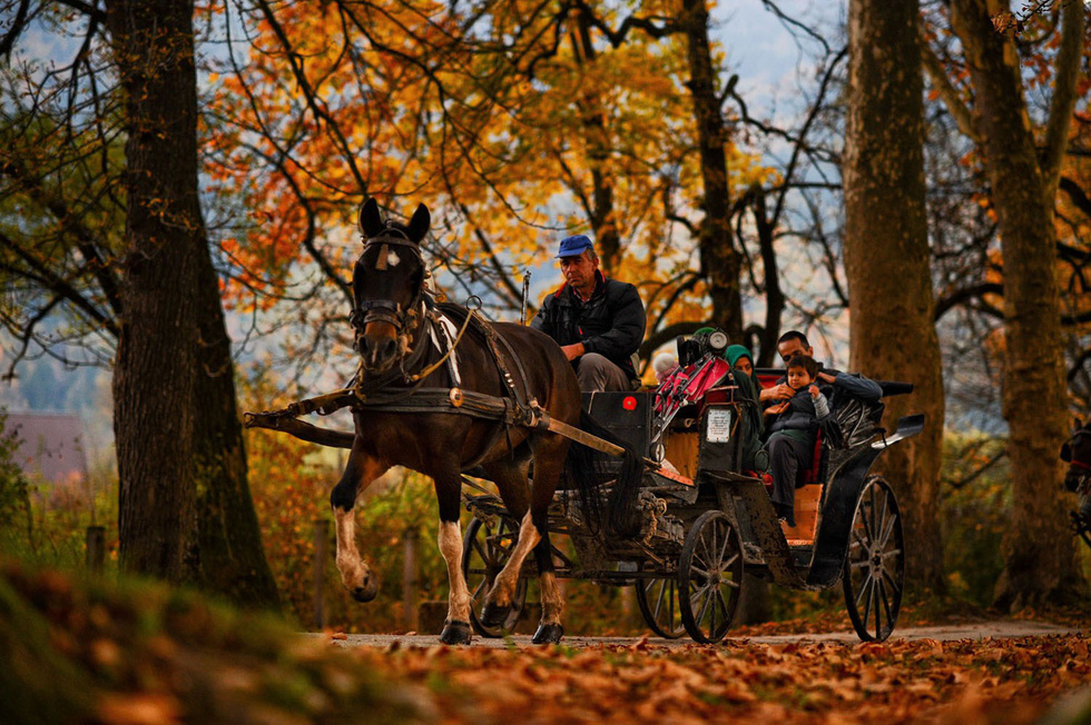 Khách đi xe ngựa ngang qua rừng lá thu kêu xào xạc trong công viên Vrelo Bosne tại Sarajevo thuộc Bosnia và Herzegovina - Ảnh: Getty/Mustafa Ozturk