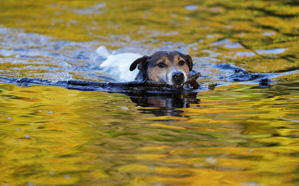 Chú chó tinh nghịch dưới nước trong khung cảnh mặt hồ được soi bóng nhuộm sắc vàng lá mùa thu tại vùng Pitlochry, Scotland - Ảnh: Reuters/Russell Cheyne