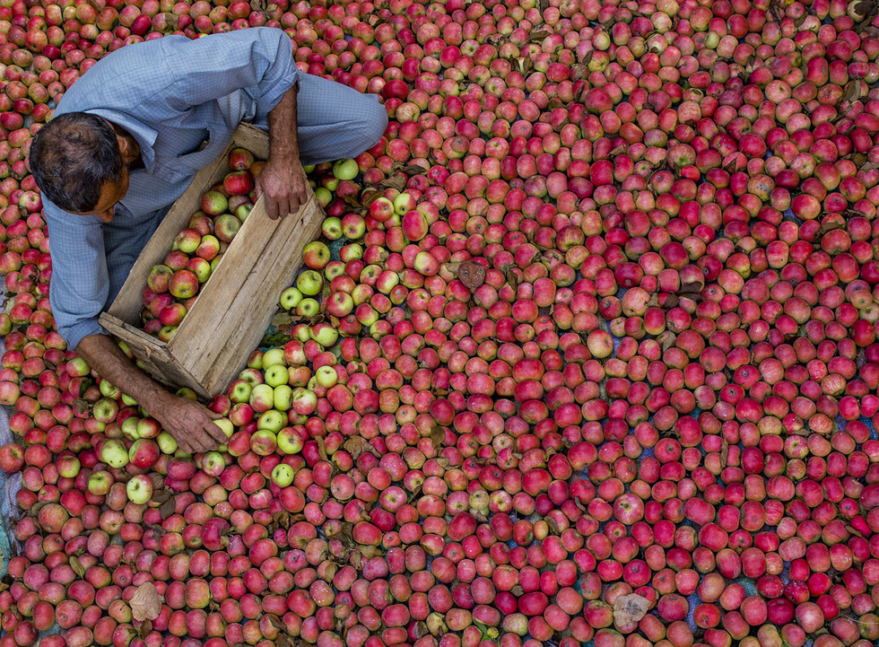 Người làm vườn thu hoạch táo tại vùng Tral thuộc phía nam thành phố Srinagar, Ấn Độ - Ảnh: Getty/Yawar Nazir