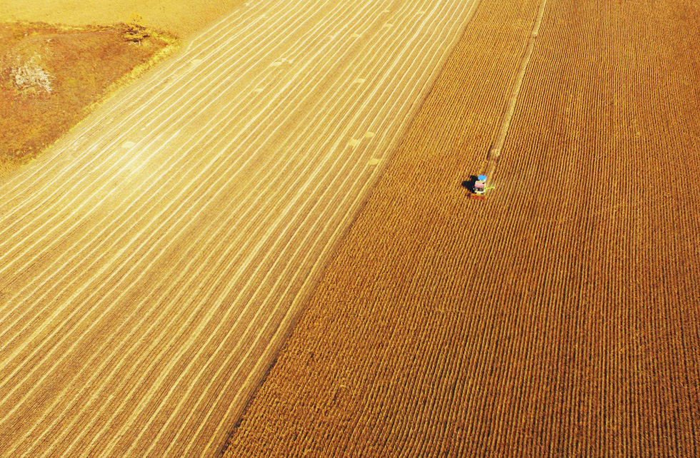 Cánh đồng lúa mì vào mùa vàng tại Trương Dịch, tỉnh Cam Túc, Trung Quốc - Ảnh: Getty Images