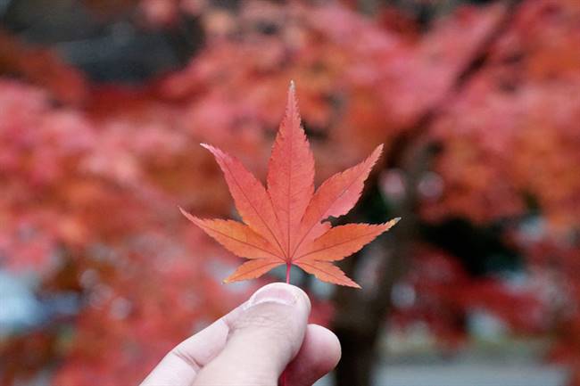 Phong là một trong số những loài cây đặc trưng cho mùa thu ở Nhật Bản.