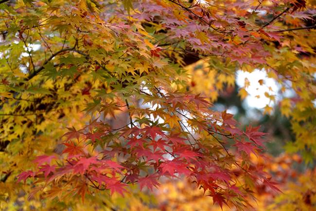 Hiện tại là cuối mùa thu nhưng du khách vẫn có thể ngắm nhìn cây lá phong với đủ sắc độ màu sắc.