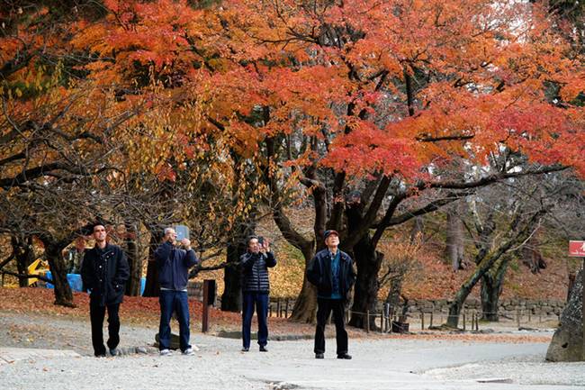 Nếu bạn yêu thích sự bình yên và tiết kiệm chi phí khi du lịch mùa thu, miền bắc Nhật Bản là điểm đến lý tưởng. Tỉnh Tochigi là một trong những nơi bạn có thể tham khảo