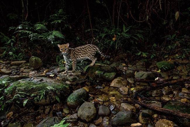 Báo đốm con tò mò quan sát trong rừng mưa Amazon, Peru - Ảnh: National Geographic