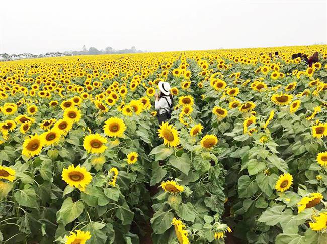 Cánh đồng hoa hướng dương ở Nghệ An là điểm dừng chân không thể bỏ qua trong tháng 12. Ảnh: I.T
