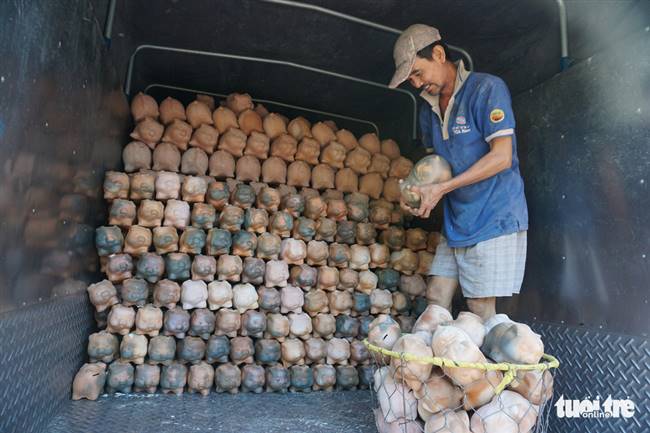 Ông Phan Văn Hiệp (55 tuổi) xếp heo đất lên xe tải để chở đến cơ sở vẽ heo đất ở P.Lái Thiêu - Ảnh: TUYẾT KIỀU