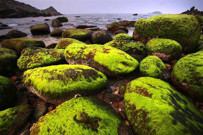 Vào dịp đầu năm, những phiến đá lớn nhỏ sát bờ phủ đầy rêu xanh lộ ra khi thủy triều rút.