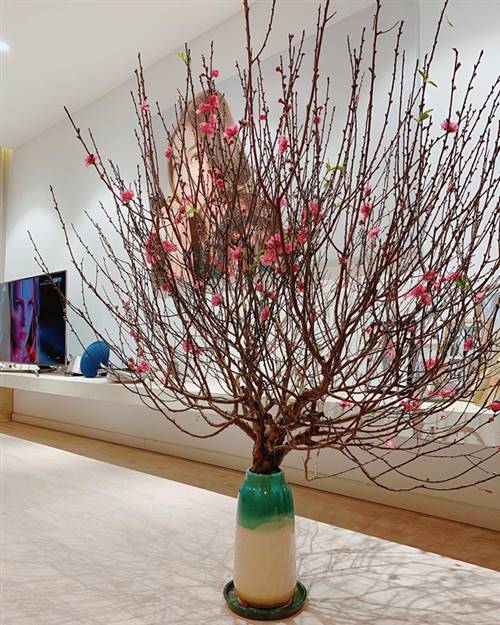 Các nghệ sĩ miền Nam yêu thích hoa đào trong những ngày xuân về. Trên Instagram, người mẫu Thanh Hằng tự hào khoe một góc nhà với cành đào rực rỡ chuẩn bị đón Tết.