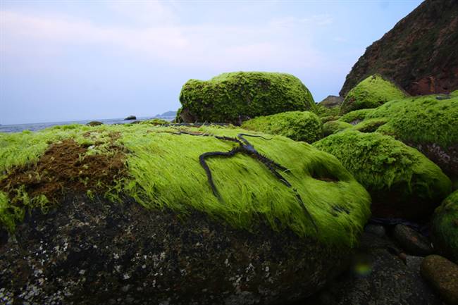 Con sao biển tìm cách ẩn mình trong đám rêu khi nước thủy triều rút.