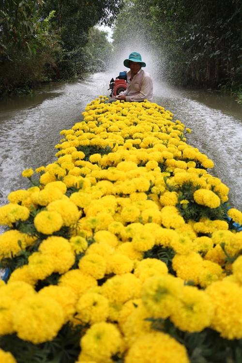 Anh Trịnh Văn Bon trên đường mang hoa ra chợ nổi - Ảnh: NGUYỆT NHI