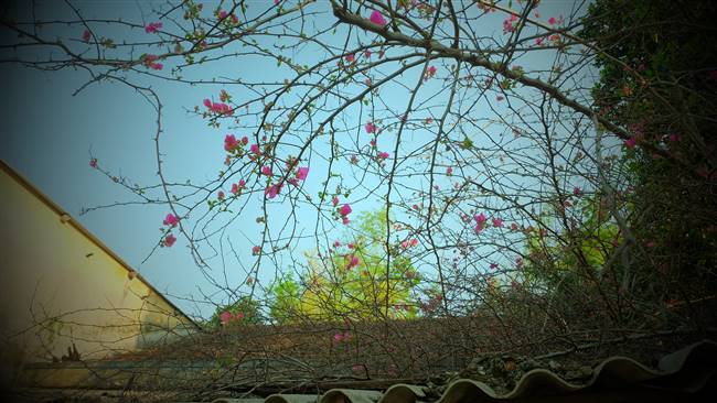 Những cành hoa giấy đan xen vào nhau, những bông hoa giấy xinh xắn tô điểm thêm cho một ngôi nhà nhỏ tại phường Hòa Thuận, TP.Tam Kỳ. Ảnh: L.C