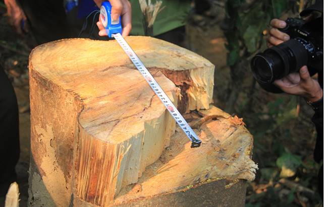 Nhận được tin lâm tặc đốn hạ nhiều cây gỗ lớn ở tiểu khu 752 (rừng phòng hộ Sông Tranh), chiều 21/3, lực lượng chức năng đã vào hiện trường kiểm tra, phát hiện hàng chục cây gỗ lớn bị đốn hạ.