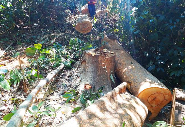 Đoàn công tác của Chi cục Kiểm lâm tỉnh Quảng Nam và UBND huyện Bắc Trà My ghi nhận 20 cây gỗ bị chặt, trong đó có 2 cây gỗ chò, còn lại là gỗ chuồn với khối lượng hơn 17 m3.