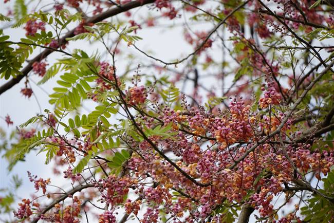 Bông ô môi màu hồng phấn nở rộ vào tháng 3 hằng năm - Ảnh: NGỌC TÀI