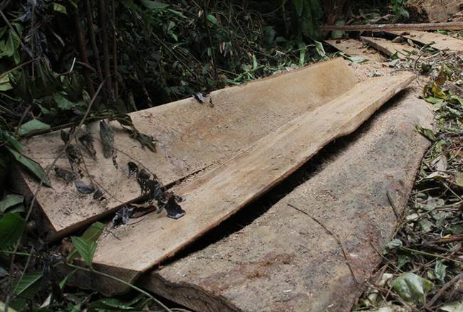 Lâm tặc dùng cưa xăng cắt cây và xẻ thành từng phách gỗ để vận chuyển ra khỏi rừng.