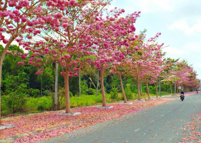Cây kèn hồng (hay còn gọi hoa hồng phấn) phát triển phù hợp với thổ nhưỡng Nam Bộ. Cây có nguồn gốc từ châu Mỹ, thường trồng làm cảnh ở sân vườn, dọc lối đi hay dải phân cách trên đường phố. Ảnh: Trường Dương.