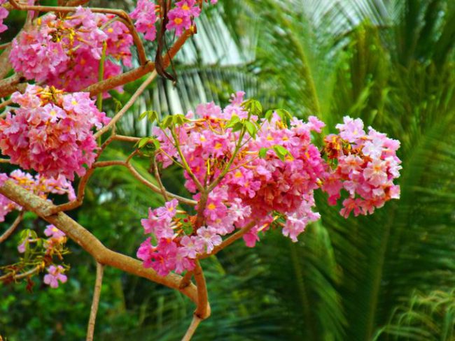 Hoa có hình dạng giống hình chuông, màu hồng phấn và mọc thành chùm 4-10 bông. Ảnh: Trường Dương.