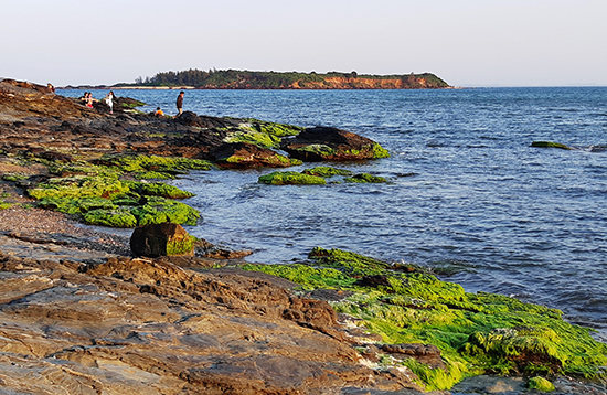 Những ghềnh đá Tam Hải là nơi lý tưởng cho rau xoa và các loài rong biển phát triển.