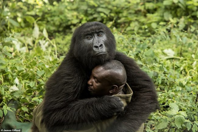 Ảnh giành chiến thắng ở hạng mục con người/thiên nhiên của nhiếp ảnh gia James Gifford chụp tại Trung tâm Senkwekwe dành cho khỉ đột mồ côi ở Công viên quốc gia Virunga (Cộng hòa Dân chủ Congo), bắt được khoảnh khắp ấm áp khi một chú khỉ ôm lấy người chăm sóc mình là André Bauma