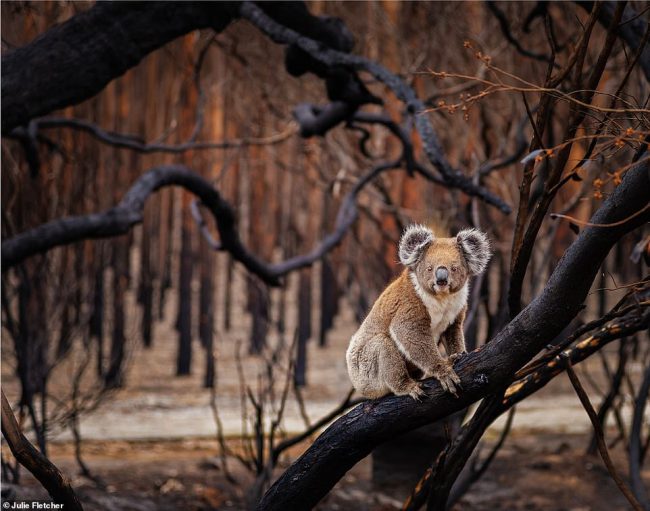 Một tác phẩm khác vào chung kết trong hạng mục động vật hoang dã trên cạn. Tác giả Julie Fletcher chụp được ảnh chú gấu túi Koala dễ thương trên đảo Kangaroo ở bang Nam Úc