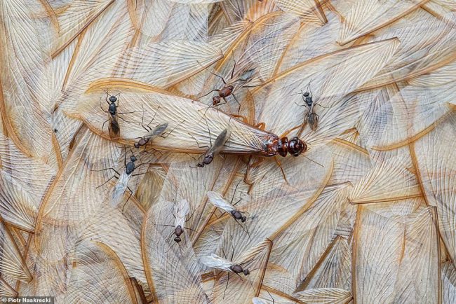 Tác giả Piotr Naskrecki giành chiến thắng trong hạng mục “cuộc sống có cánh” với góc chụp những con kiến ở Công viên Quốc gia Gorongosa (Mozambique).