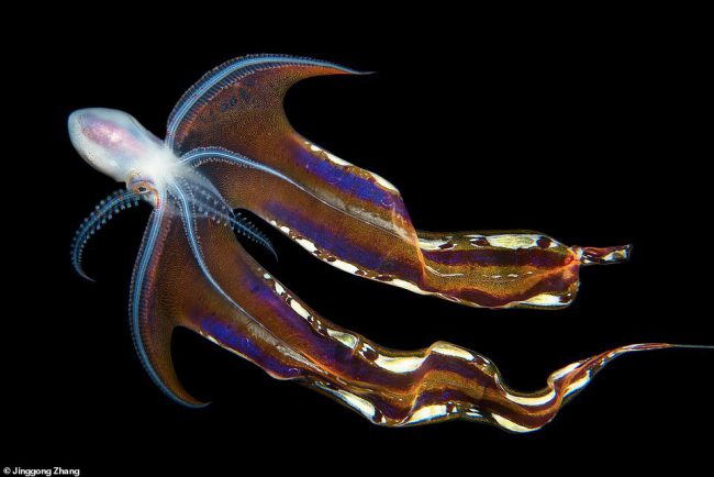 Jinggong Zhang vào chung kết hạng mục sinh vật thủy sinh với bức ảnh bạch tuộc ấn tượng này ở Philippines.