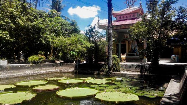 Ngoài những “cụ” rùa 100 tuổi, chùa Phước Kiển còn có loài sen lá khổng lồ