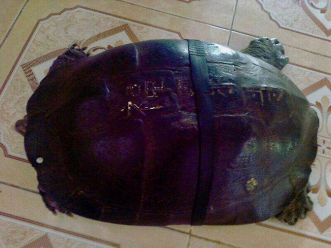 “Cụ” rùa hơn 100 tuổi ở chùa Phước Kiển