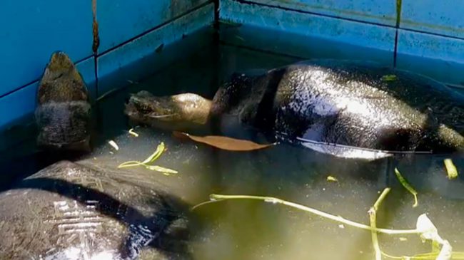 Hàng ngày, sau khi ăn, các “cụ” rùa được thả vào bể nước để tắm mát 