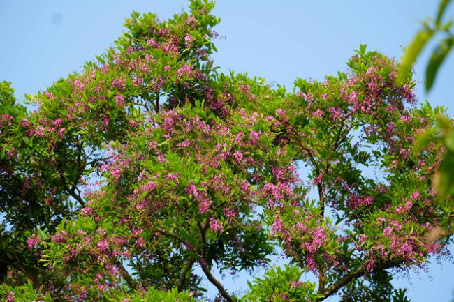 Hoa thàn mát nở rộ vào cuối tháng 4 và đầu tháng 5, khi mùa hoa lim xẹt bắt đầu tàn thì cũng là lúc hoa thàn mát nối chân phủ kín sắc tím trên bán đảo Sơn Trà 