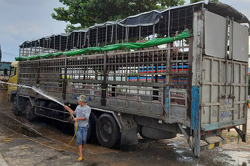 Xe tải chở lợn bệnh của ông Phạm Minh Vỹ. 