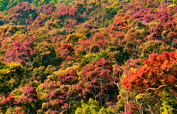 Rừng Sơn Trà chuyển màu rực rỡ lúc giao mùa - Ảnh: Thái Hồng Kỳ