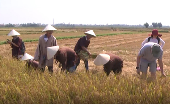 Du khách gặt lúa cùng nông dân Hội An. 
