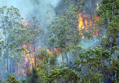 Ngọn lửa bùng phát ở vị trí đồi cao, gây khó khăn cho lực lượng cứu rừng. Ảnh: Đ.G.