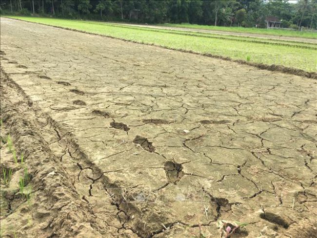 Nắng hạn kéo dài nhiều ngày qua khiến nhiều nơi ở Thanh Hóa thiếu nước để phục vụ sản xuất, hơn 600 ha lúa có nguy cơ mất trắng.
