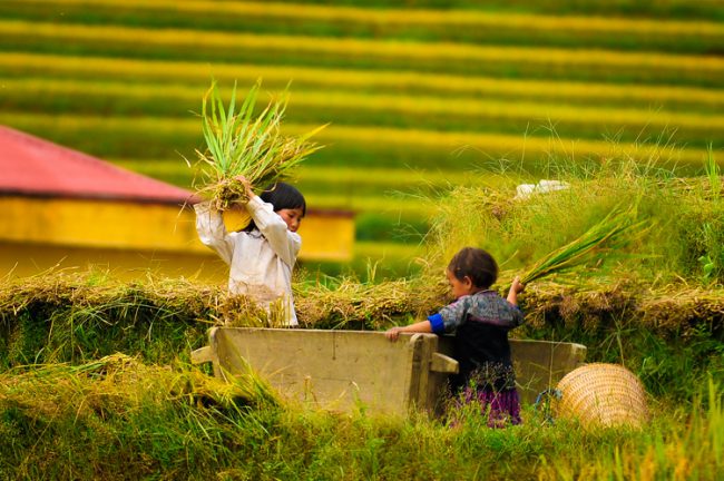 Các em bé vùng cao ra đồng giúp cha mẹ gặt lúa là một trong những hình ảnh đẹp ở nơi đây. (Nguồn: Travel Sense Asia)