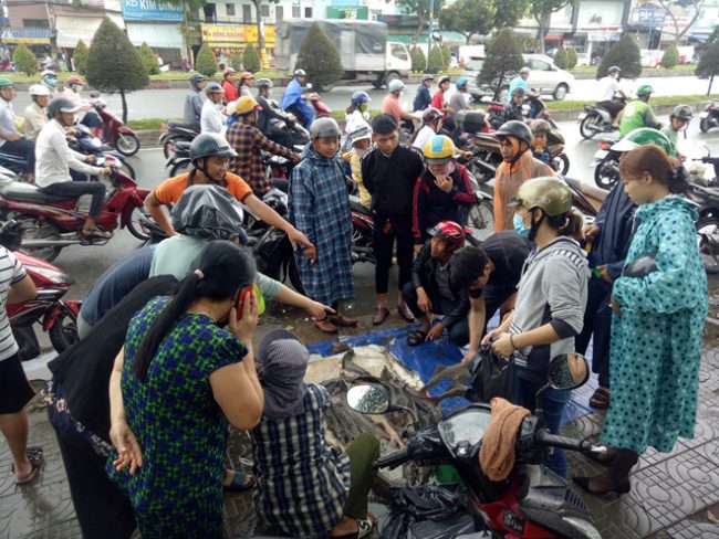 Nhiều người dân đến mua cá tầm của trang trại nuôi cá tầm ở Lâm Đồng.
