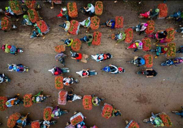 Người dân đi bán vải sau khi thu hoạch vào tháng 6 hàng năm (Ảnh Tuan Tran)