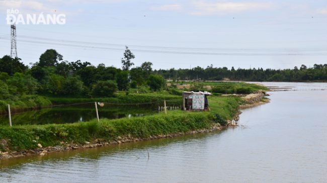 Mặt sông Cu Đê tại khu vực thôn Trường Định bị lấn bởi những bờ bao nuôi tôm do người dân tự đắp. Bờ bao này dài gần 1km.