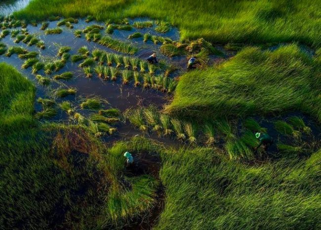 Vào khoảng tháng 7 - tháng 10 âm lịch hàng năm, con nước từ thượng nguồn sông Mekong lại đổ về tạo thành một biển nước tràn đồng. Nhiếp ảnh gia Phạm Huy Trung (TP HCM), đã thực hiện bộ ảnh về mùa nước nổi miền Tây trong 3 năm qua. Trên hình là người nông dân lội nước thu hoạch trên cánh đồng năng ở Tháp Mười, Đồng Tháp.
