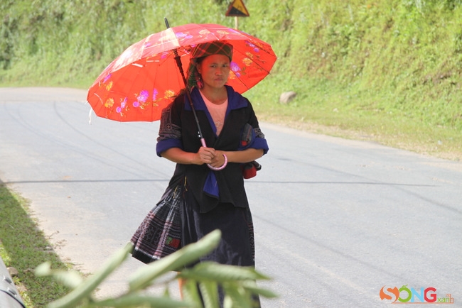 Màu sắc sặc sỡ của chiếc dù thành điểm nhấn vui mắt khi cô gái dân tộc này đang mải miết đi bộ qua đèo Khau Phạ.