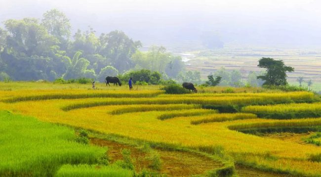 Những thửa ruộng bậc thang trong mùa lúa chín tại xã Sơn Ba. Hầu hết người Hrê sinh sống tại đây làm nông nghiệp theo dạng tự cung tự cấp, chủ yếu là trồng lúa.