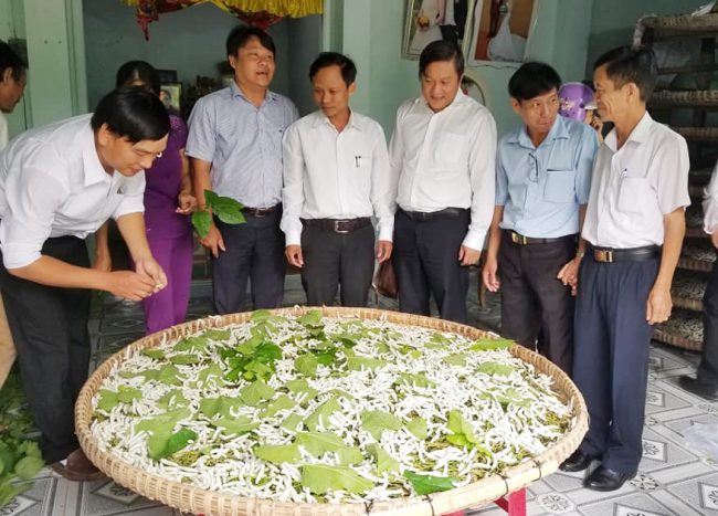 Huyện Nông Sơn đang cố gắng khôi phục lại nghề trồng dâu nuôi tằm. 