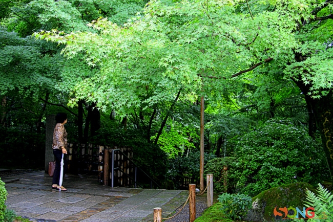 Không gian quanh chùa rợp trong bóng lá của cây.