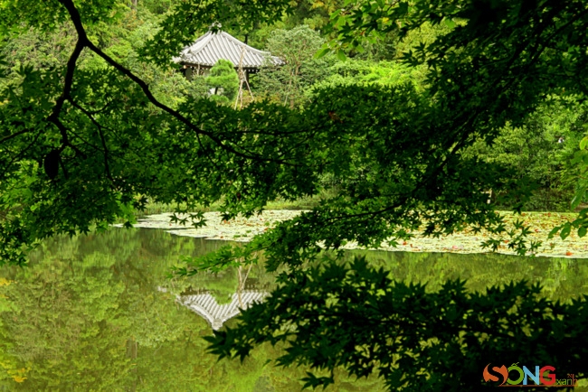 Một điểm nhấn khác của ngôi chùa là hồ sen luôn tĩnh lặng soi bóng mái đền cổ.