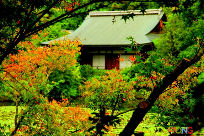 Những hàng cây trong khuôn viên chùa đang thay sắc lá, báo hiệu mùa Thu đang về.