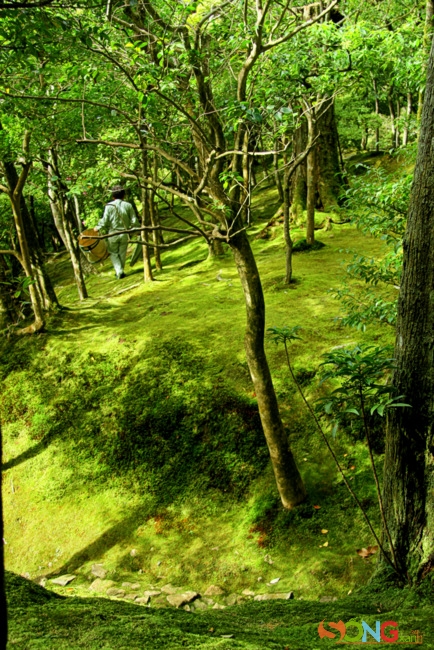 Khu vườn rêu xanh mướt gây ấn tượng mạnh cho du khách với toàn bộ mặt đất được phủ xanh.