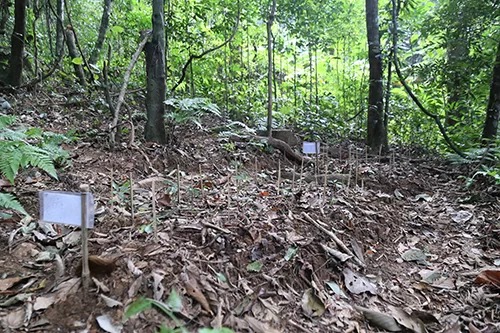 1.120 cây sâm Ngọc Linh một năm tuổi được trồng ở dưới tán rừng tự nhiên. Ảnh: Hoàng Táo